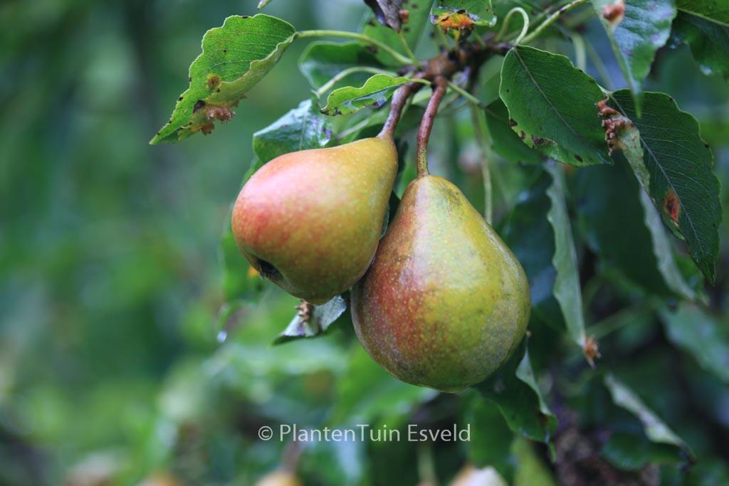 Pyrus communis ‚Gieser Wildeman‘
