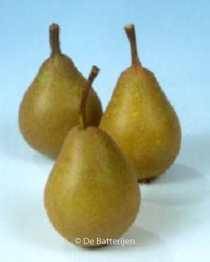 Pyrus communis ‚Jut‘