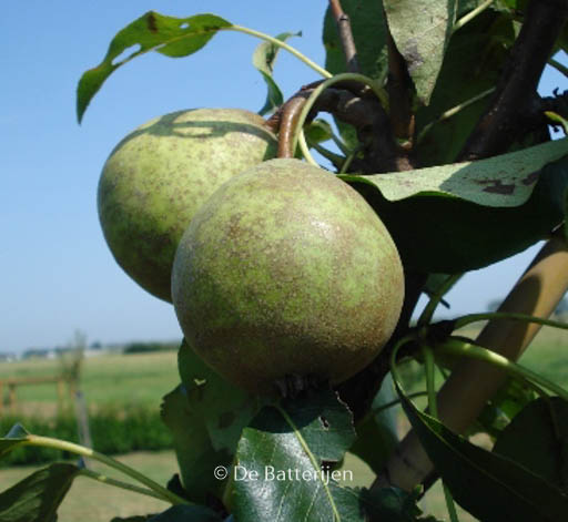 Pyrus communis ‚Kleipeer‘