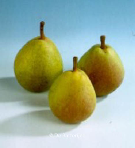 Pyrus communis ‚Kruidenierspeer‘
