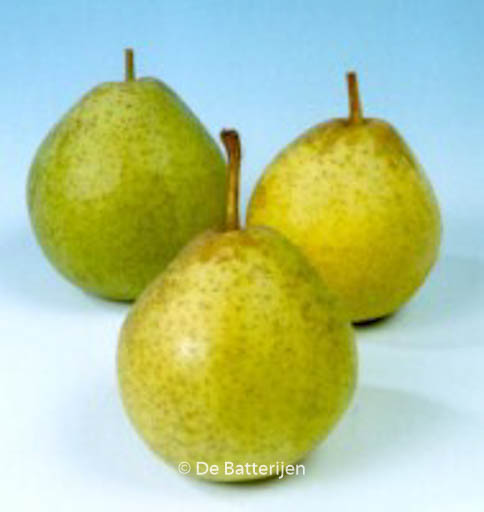 Pyrus communis ‚Noordhollandse Suikerpeer‘