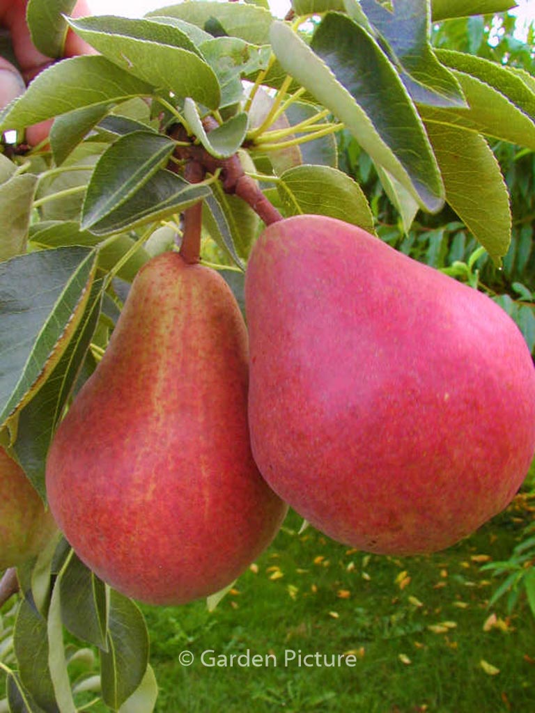 Pyrus communis ‚Rode Williams‘