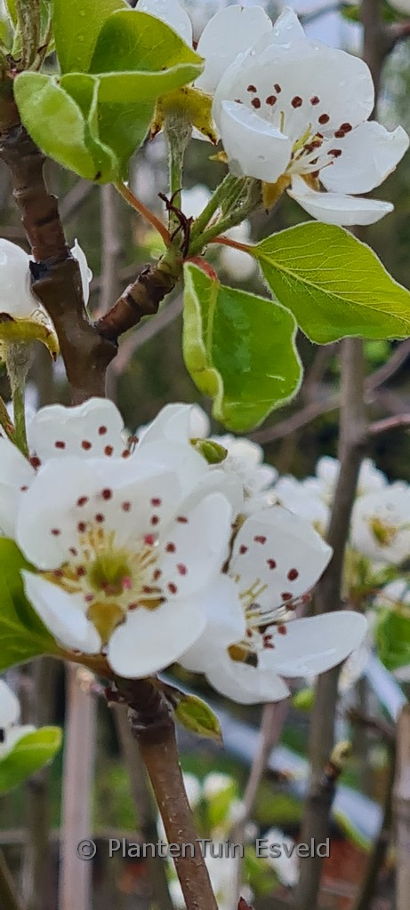 Pyrus communis ‚Triomphe de Vienne‘