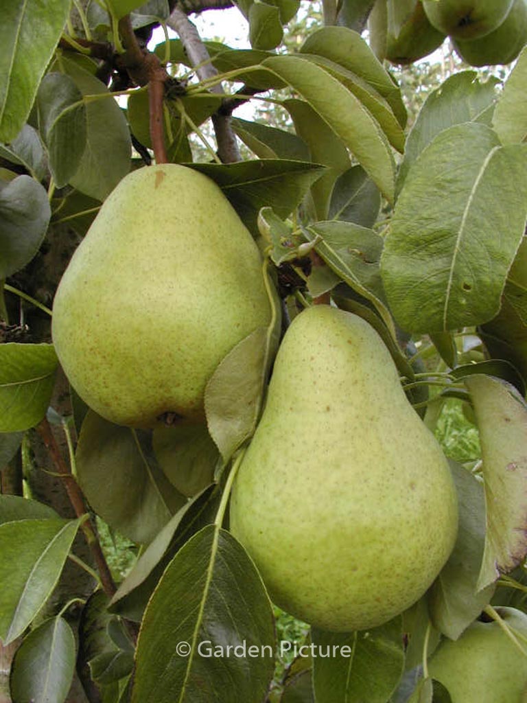 Pyrus communis ‚Williams Bon Chretien‘