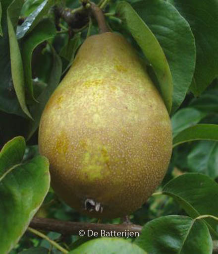 Pyrus communis ‚Winterrietpeer‘