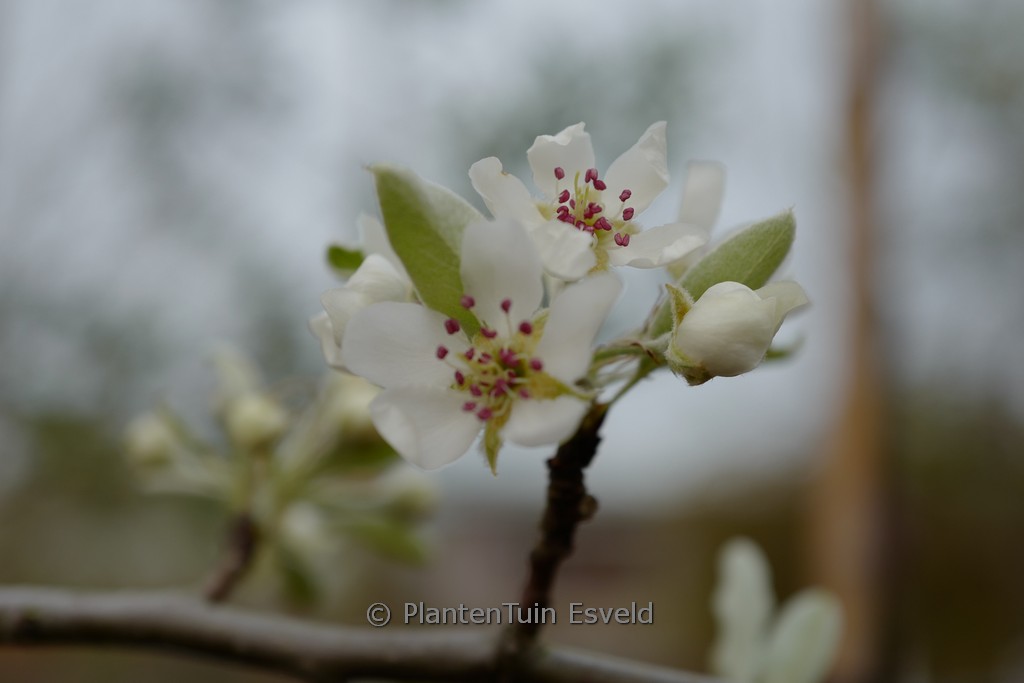 Pyrus elaeagnifolia ‚Silver Sails‘