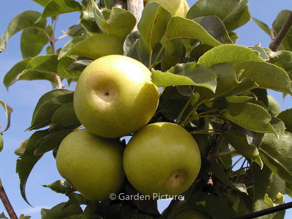 Pyrus pyrifolia ‚Nijisseiki‘