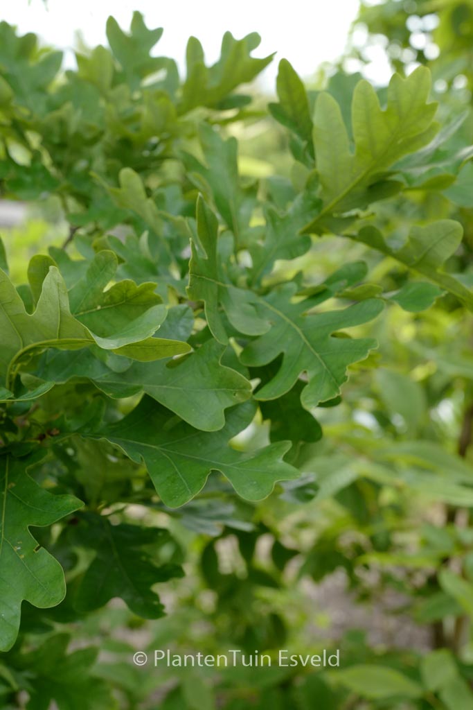 Quercus bimundorum ‚Crimschmidt‘ (CRIMSON SPIRE)
