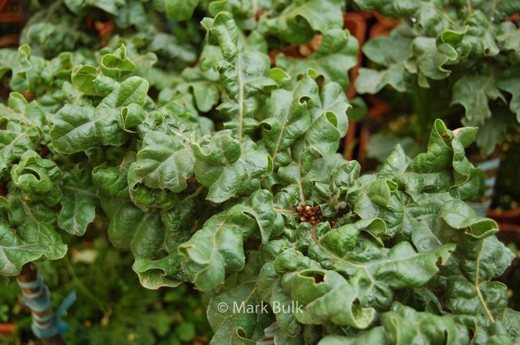 Quercus cerris ‚Curly Head‘