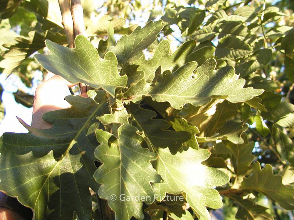 Quercus dentata ‚Carl Ferris Miller‘