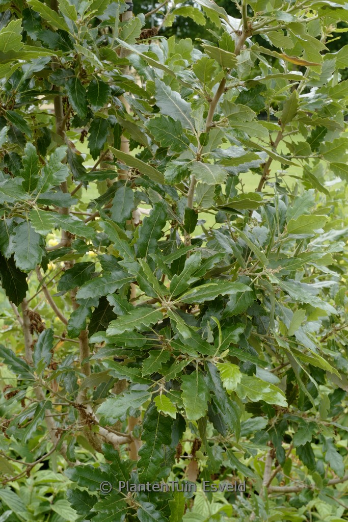 Quercus hispanica ‚Fulhamensis‘