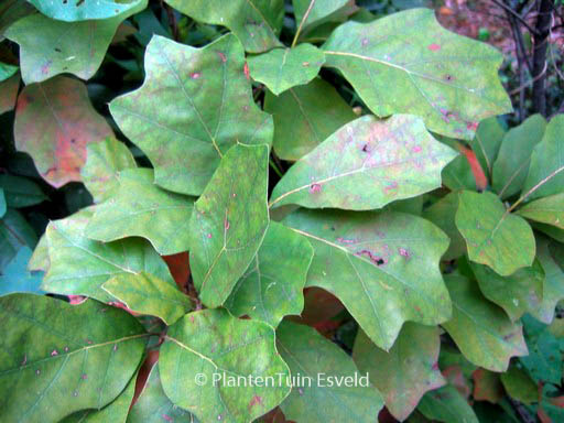 Quercus ilicifolia ‚Tromp Ball‘