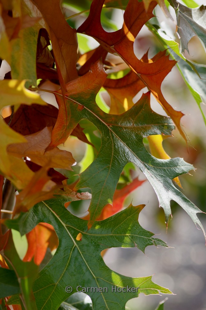 Quercus palustris ‚Pringreen‘ (GREEN PILLAR)