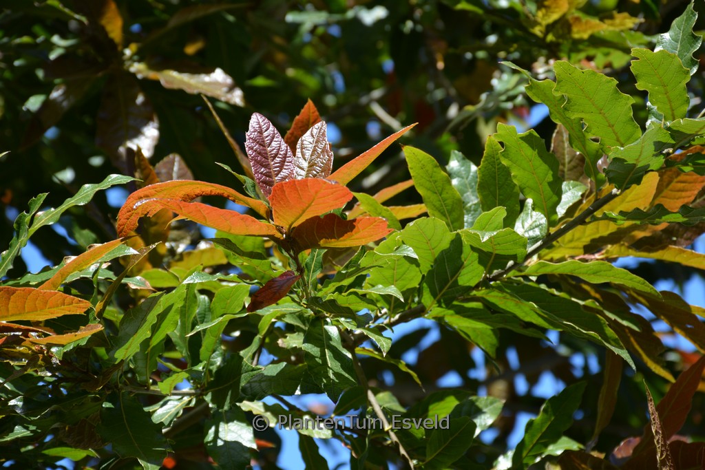 Quercus rhysophylla ‚Maya‘