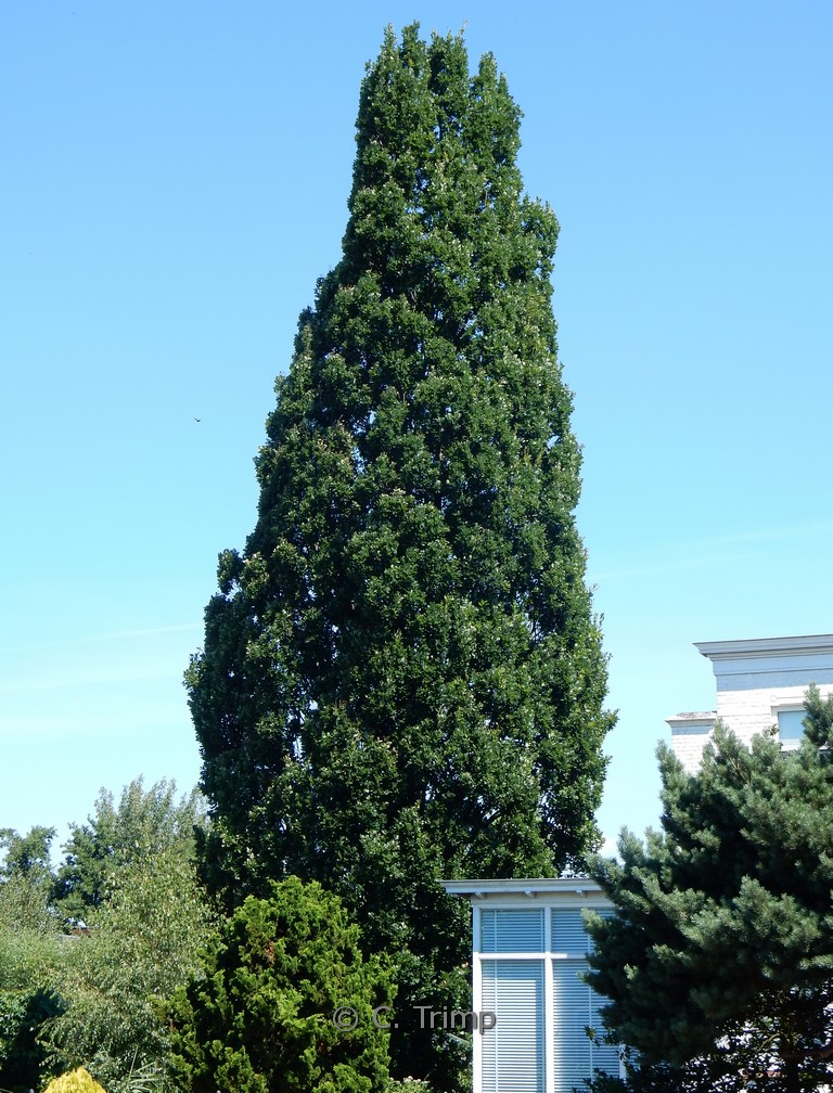 Quercus robur ‚Fastigiate Koster‘