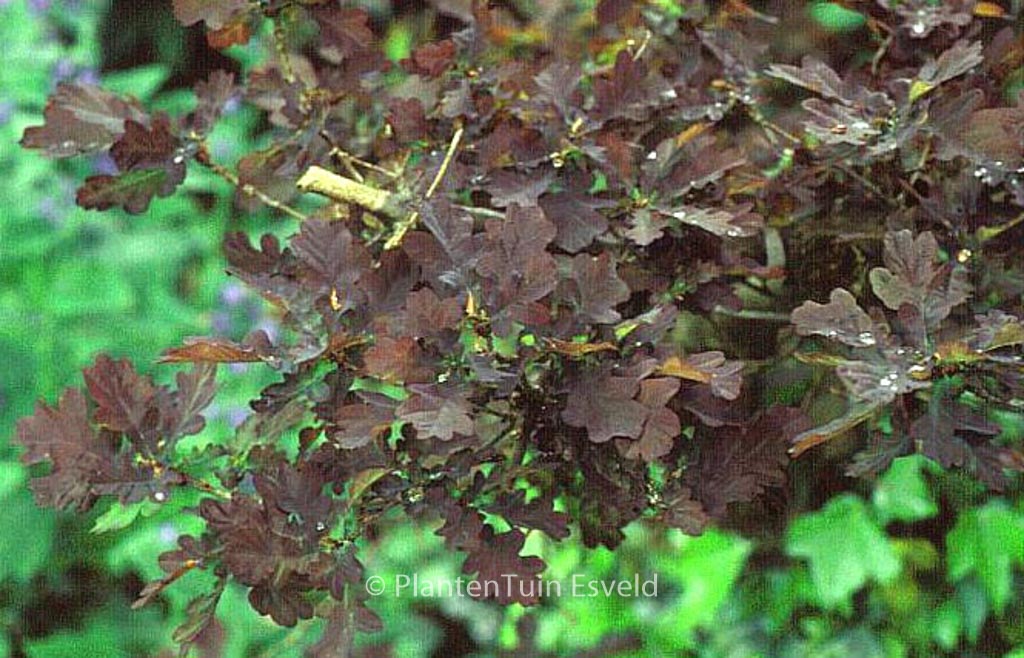 Quercus robur ‚Purpurascens‘