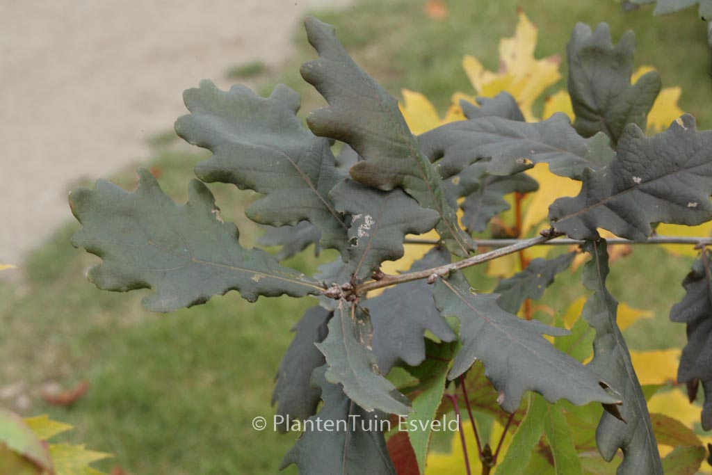Quercus robur ‚Timuki‘