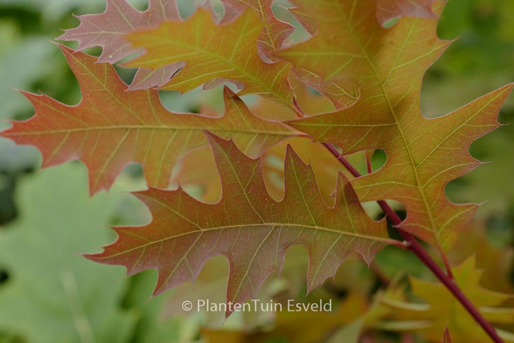 Quercus texana ‚New Madrid‘