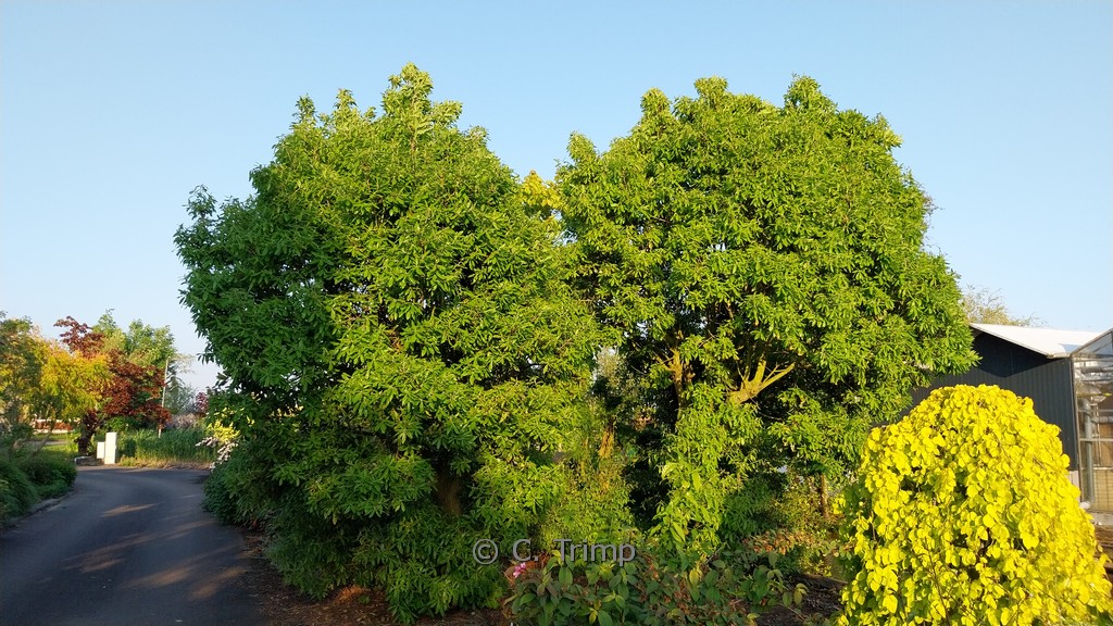 Quercus turneri ‚Pseudoturneri‘