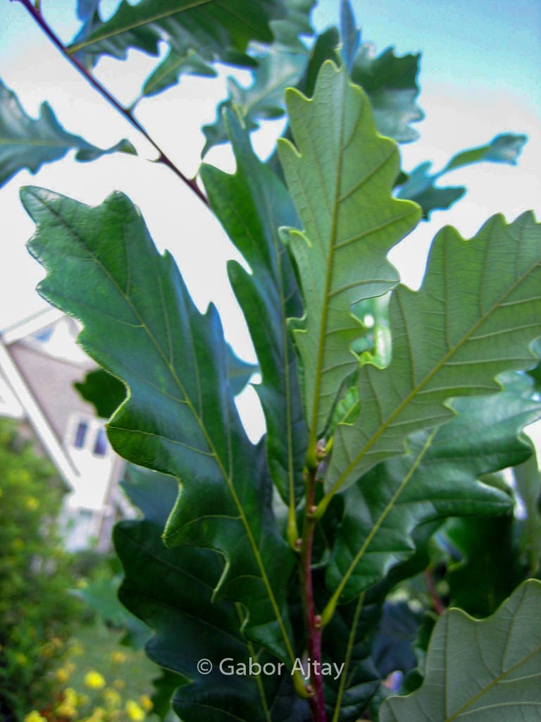 Quercus warei ‚Long‘ (REGAL PRINCE)