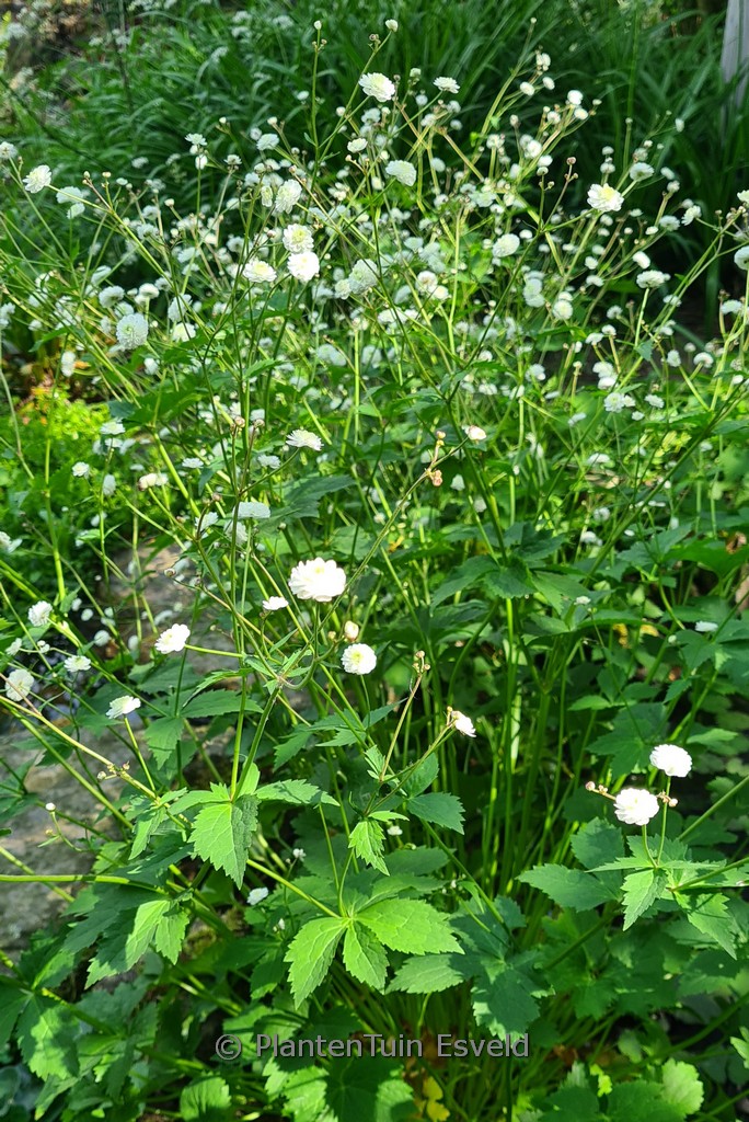 Ranunculus aconitifolius ‚Pleniflorus‘