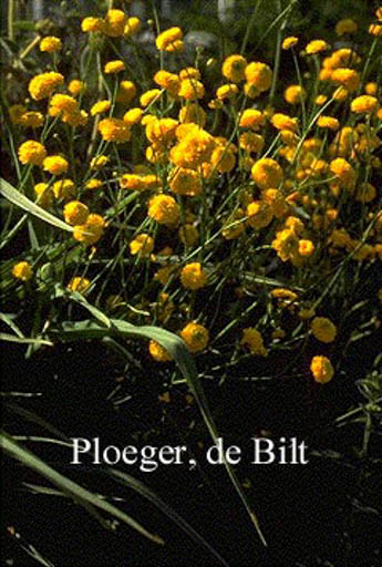 Ranunculus acris ‚Multiplex‘