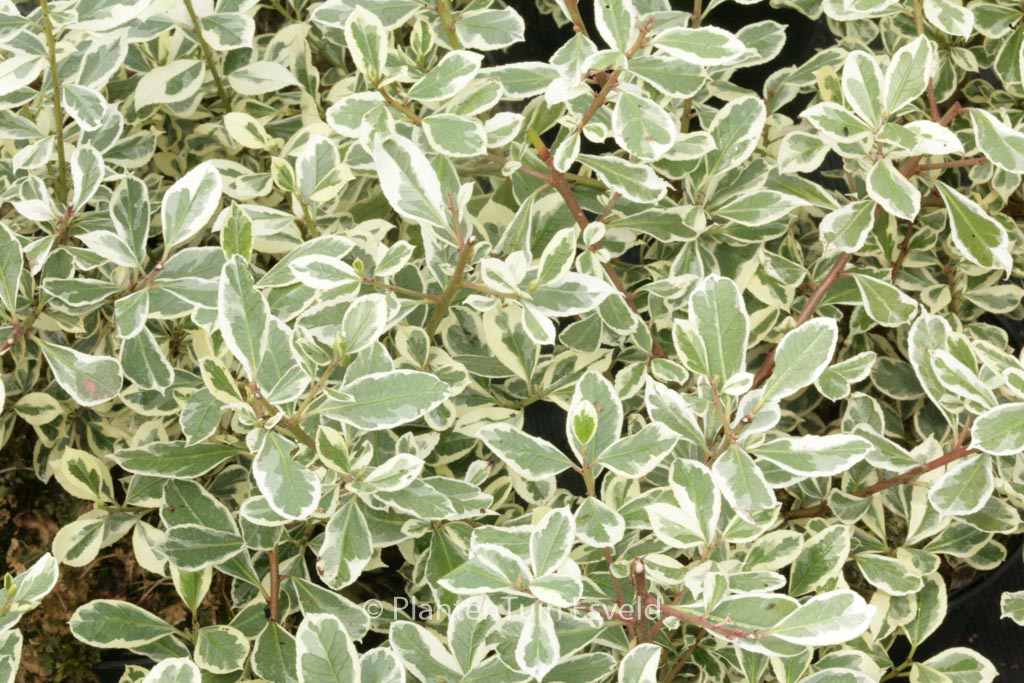 Rhamnus alaternus ‚Argenteovariegatus‘