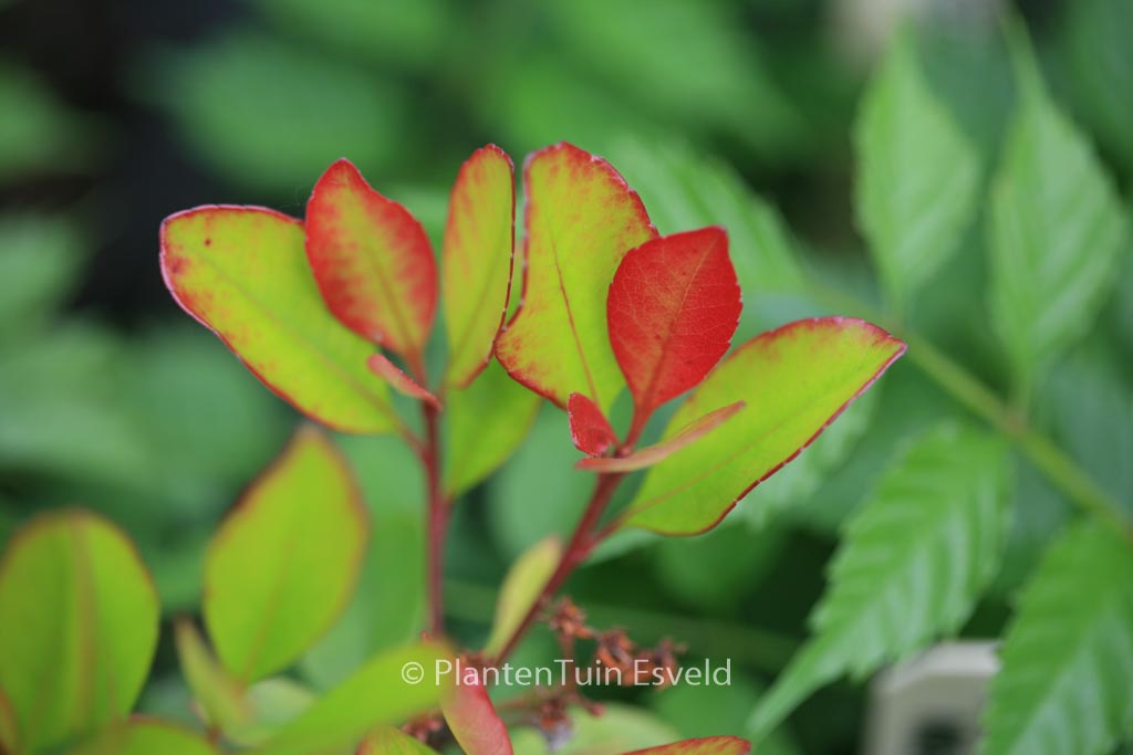 Rhaphiolepis delacourii ‚Coates’s Crimson‘
