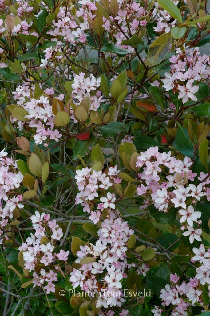 Rhaphiolepis delacourii ‚Kerdalo‘