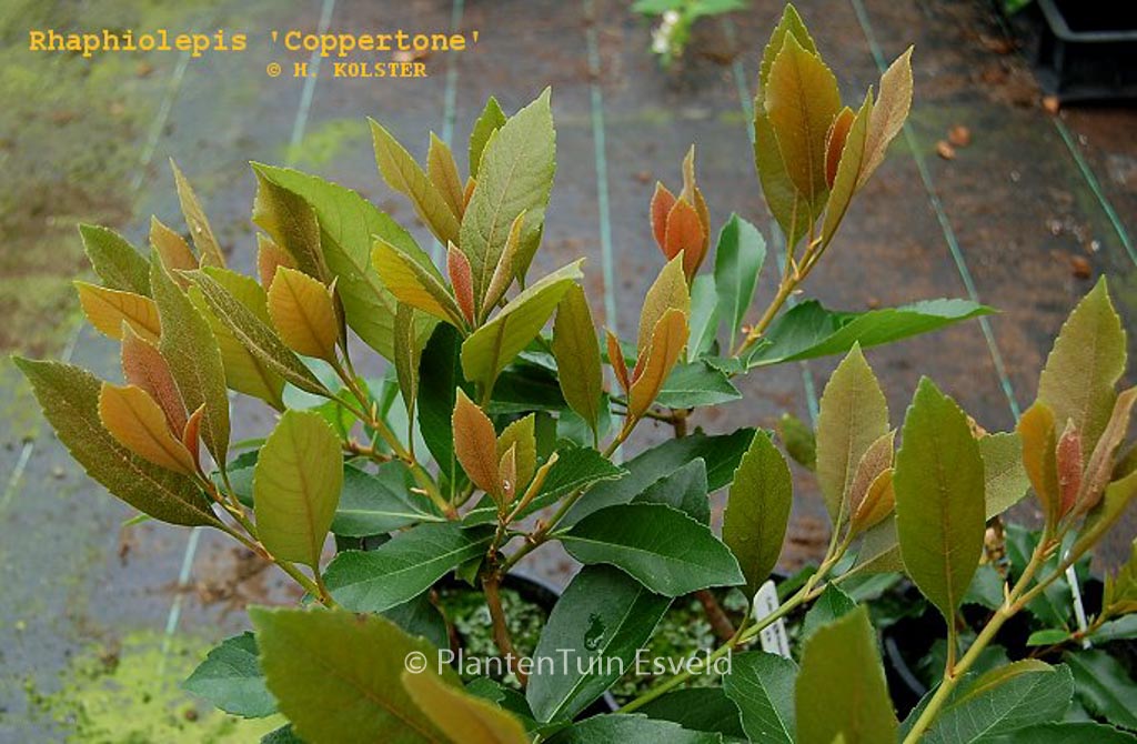 Rhaphiolepis indica ‚Coppertone‘