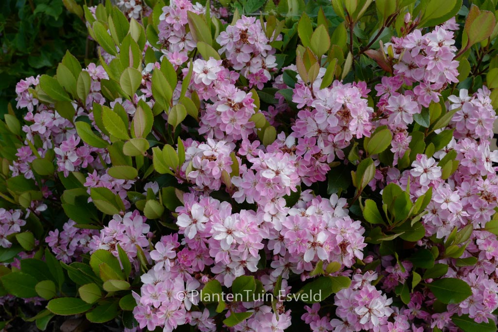 Rhaphiolepis indica ‚Pink Cloud‘
