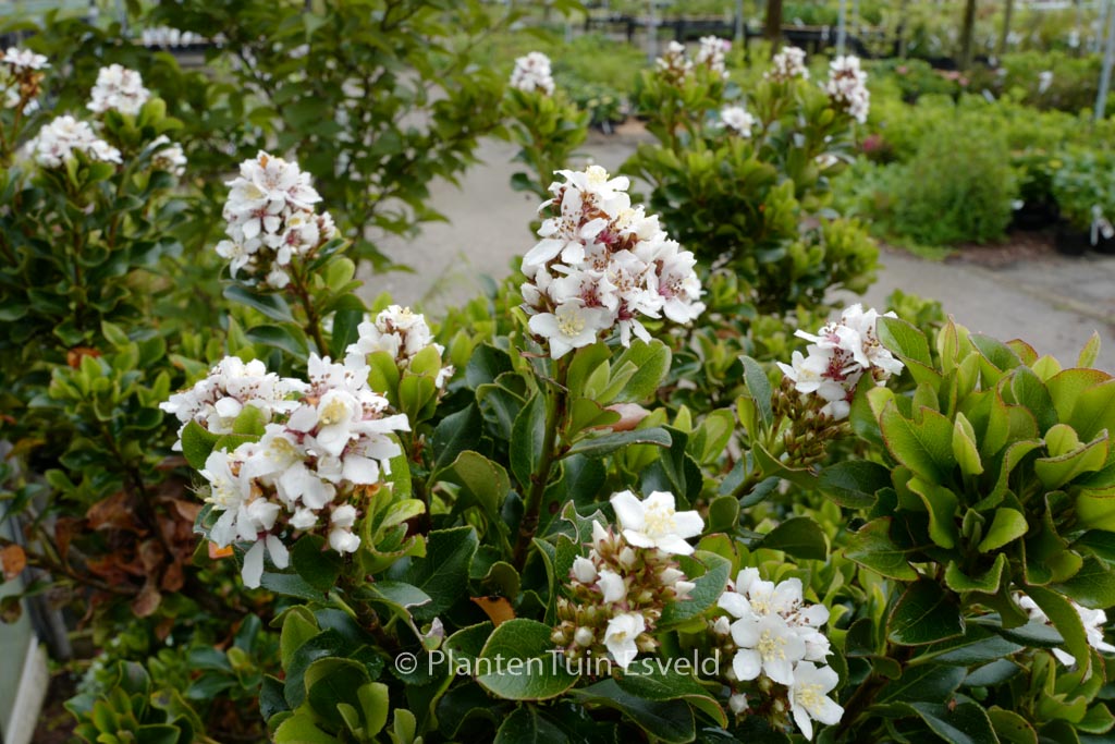 Rhaphiolepis umbellata ‚Minor‘