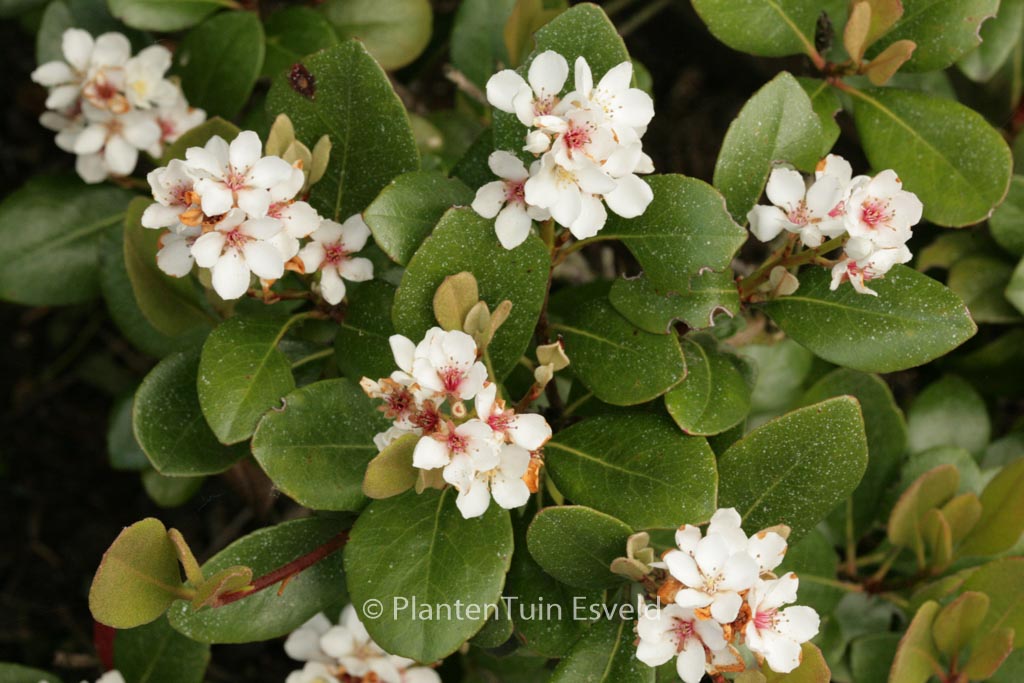 Rhaphiolepis umbellata