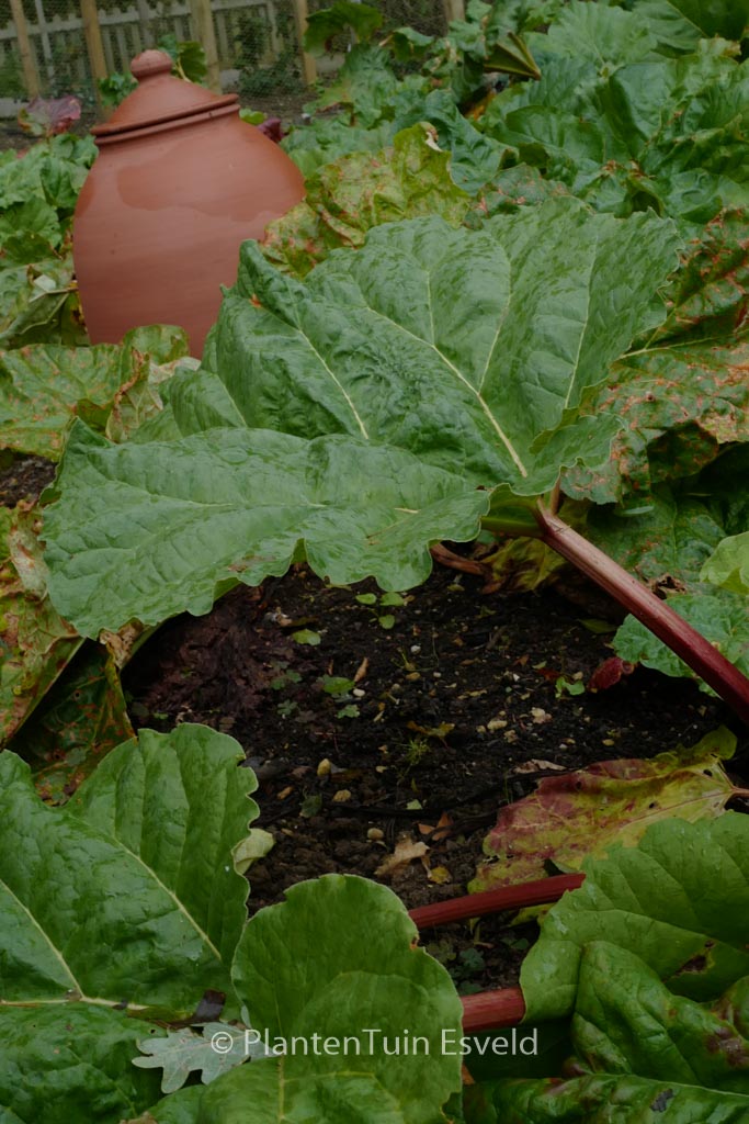 Rheum rhabarbarum ‚Red Champagne‘