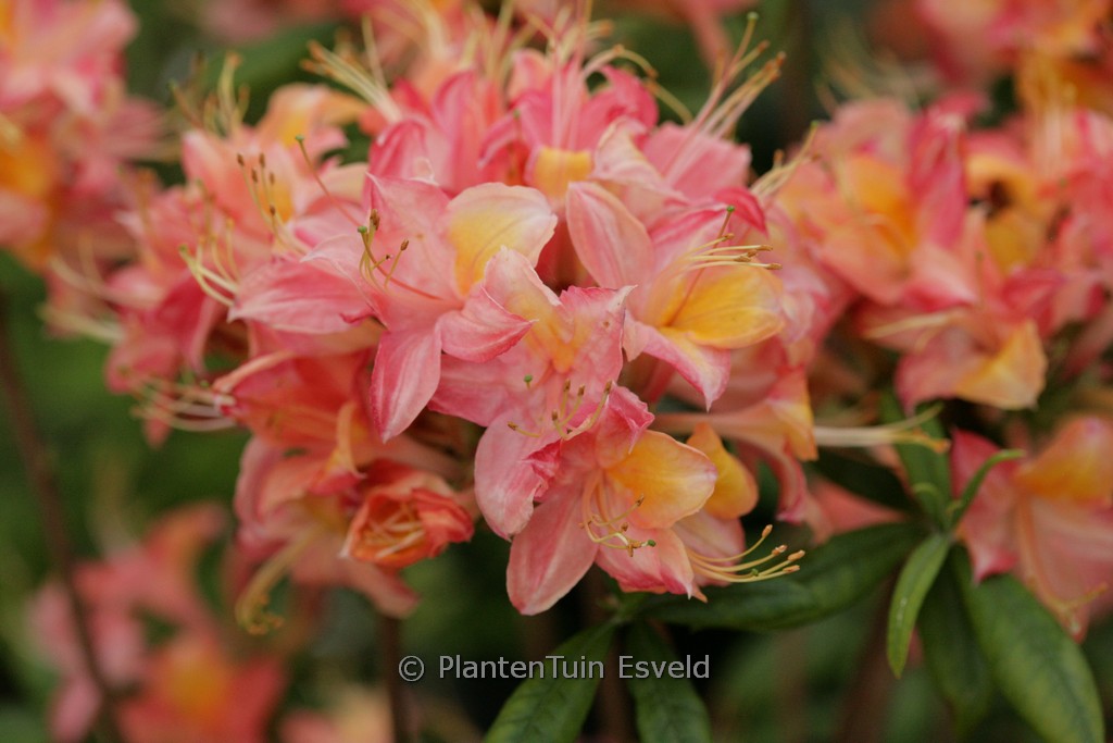 Rhododendron ‚Admiraal de Ruyter‘ (Azalea)