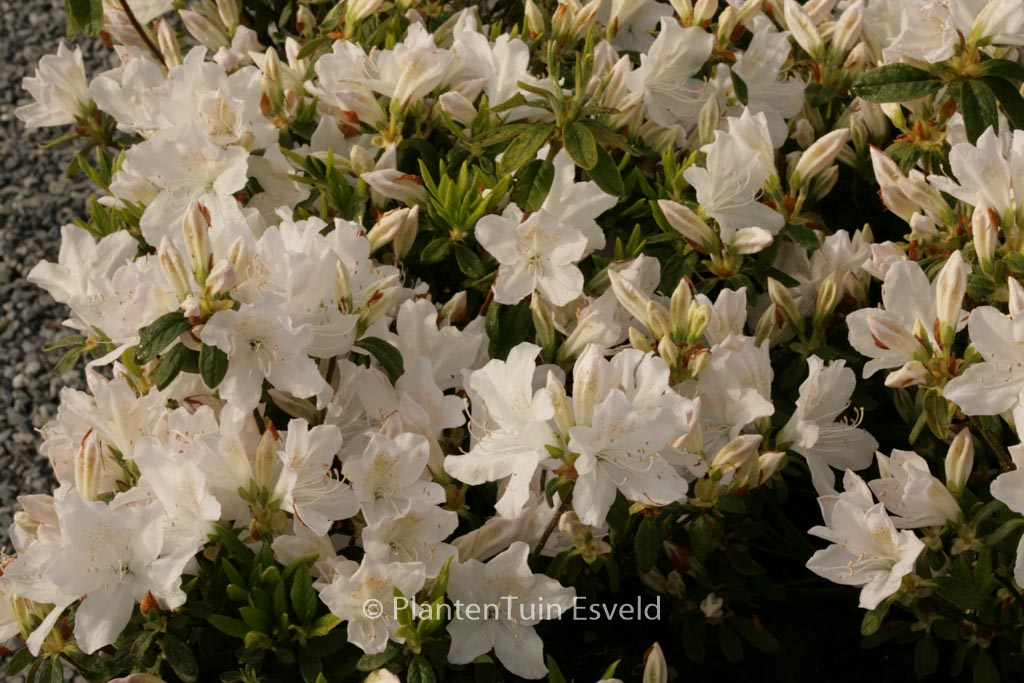 Rhododendron ‚Adonis‘ (Azalea)