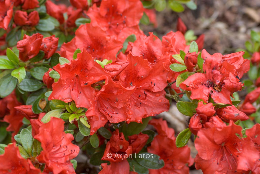 Rhododendron ‚Ageeth‘ (Azalea)