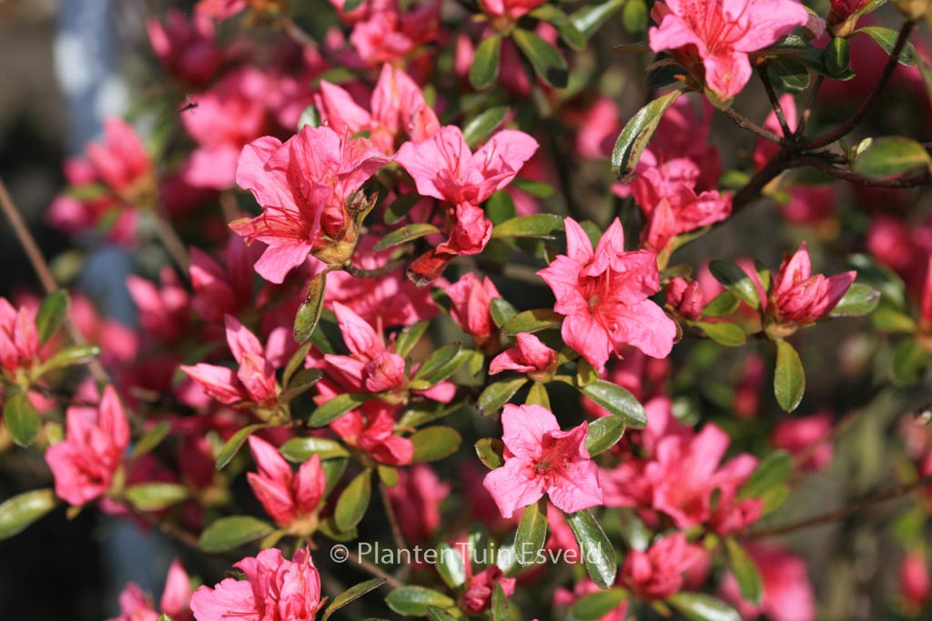 Rhododendron ‚Aladdin‘ (Azalea)
