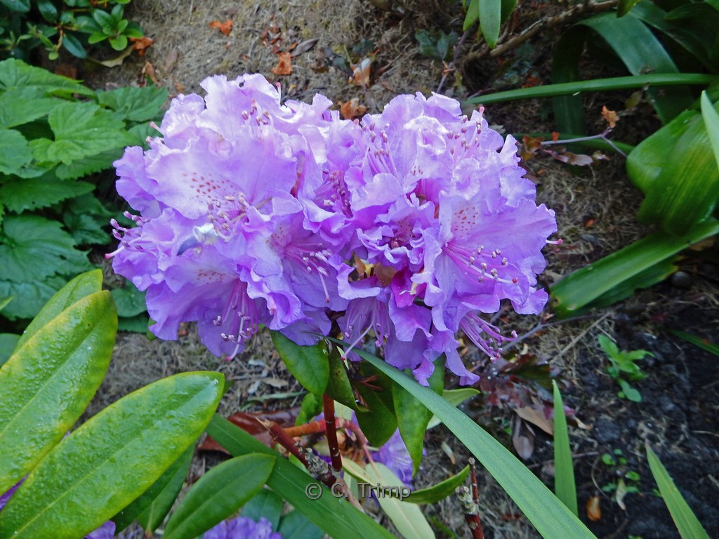 Rhododendron ‚Alfred‘