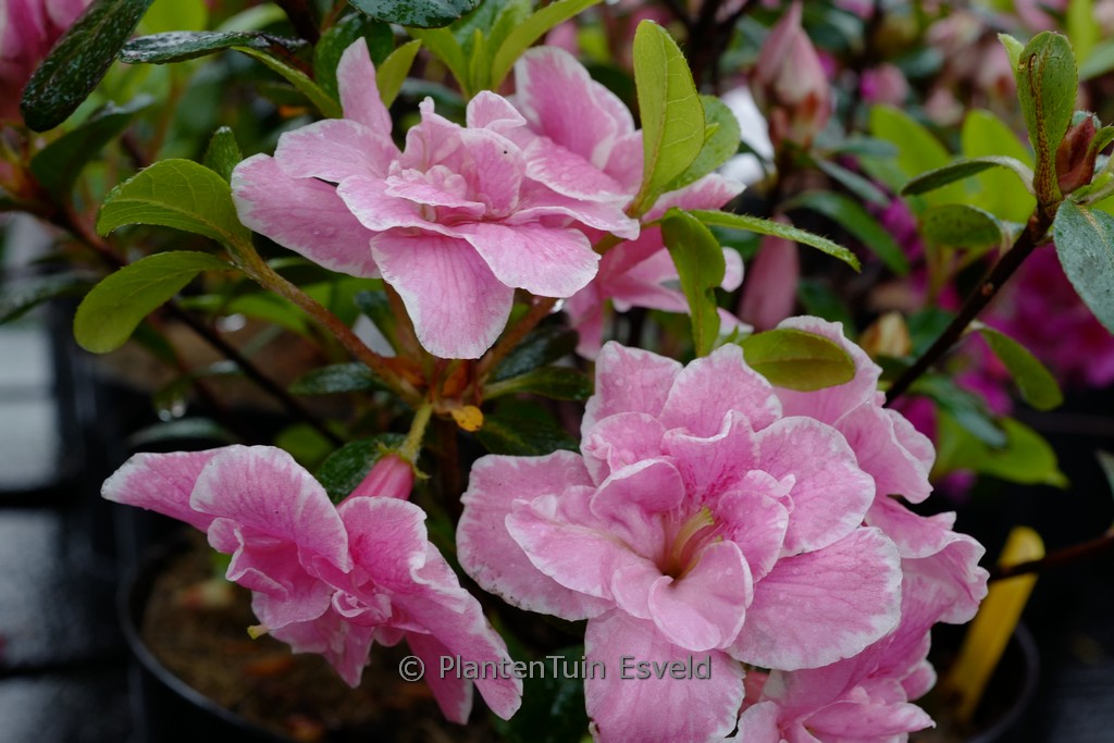 Rhododendron ‚Alina‘ (Azalea)