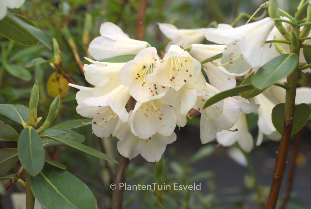 Rhododendron ‚Alison Johnstone‘