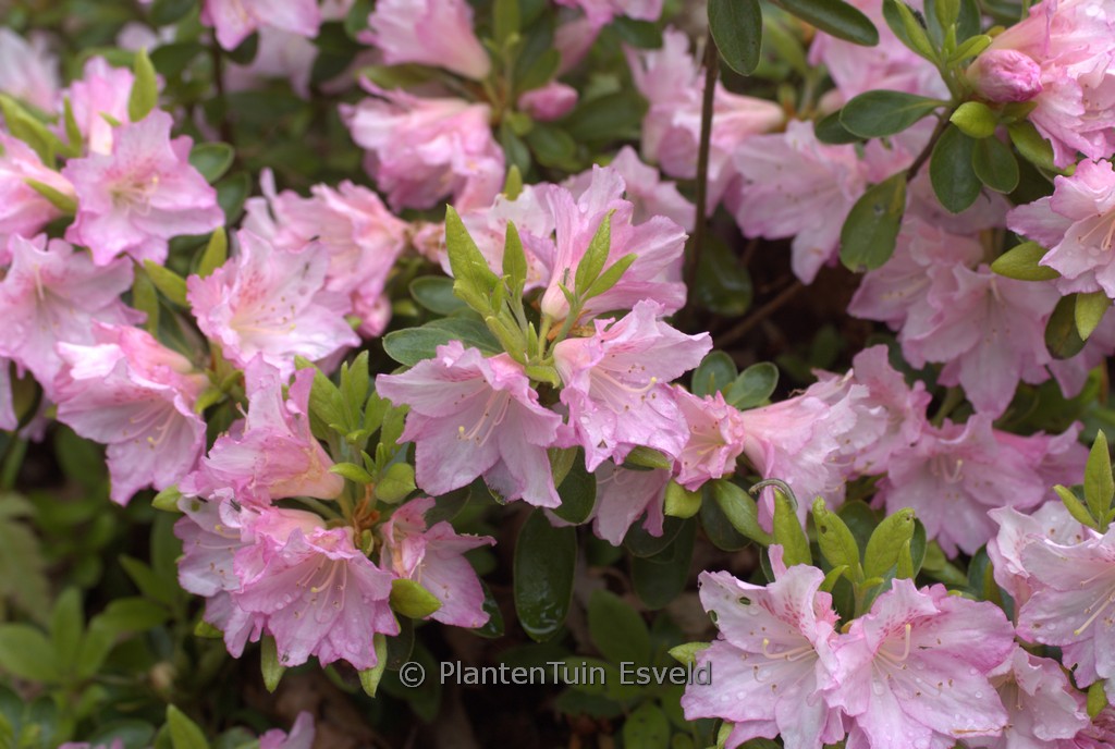 Rhododendron ‚Al’s Picotee‘ (Azalea)