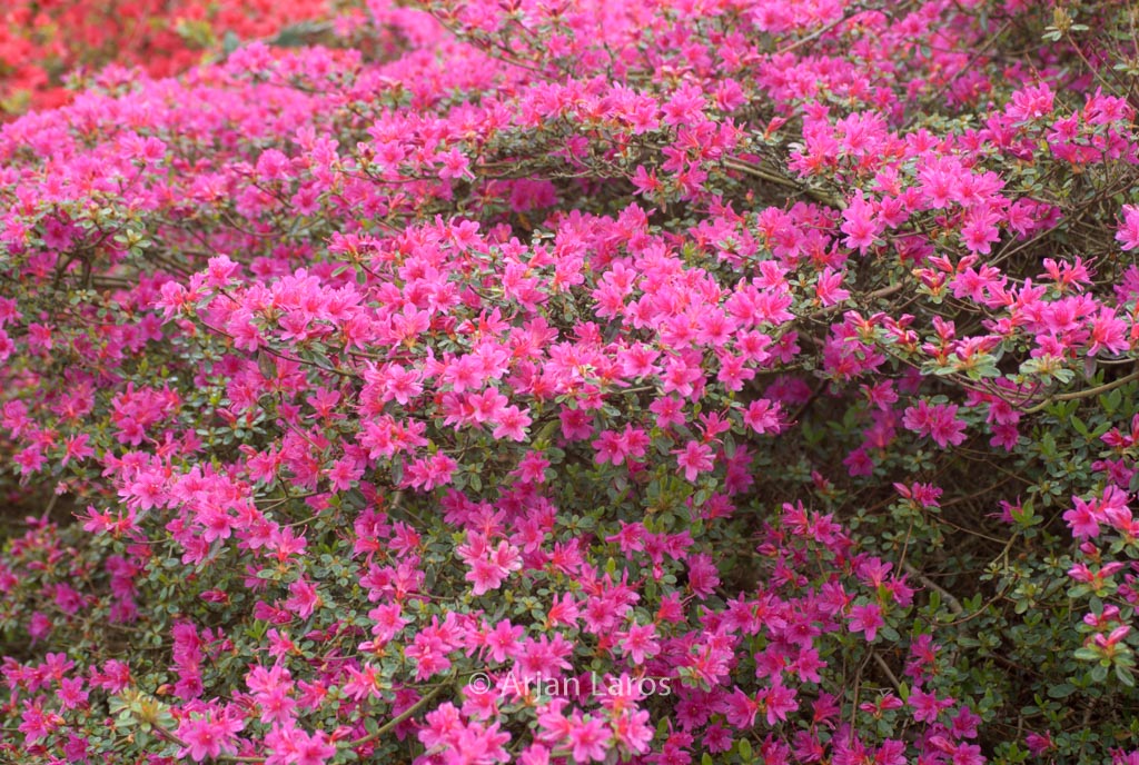 Rhododendron ‚Amoenum‘ (Azalea)