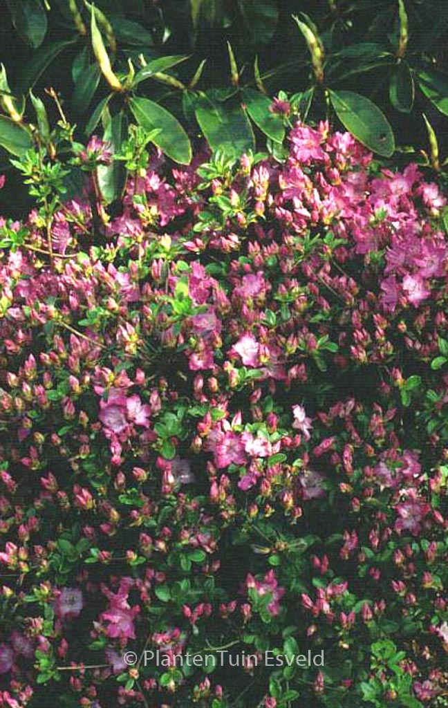 Rhododendron ‚Ampo‘ (Azalea)