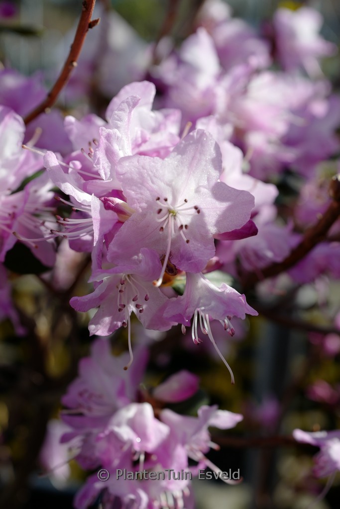 Rhododendron ‚Anna Baldsiefen‘