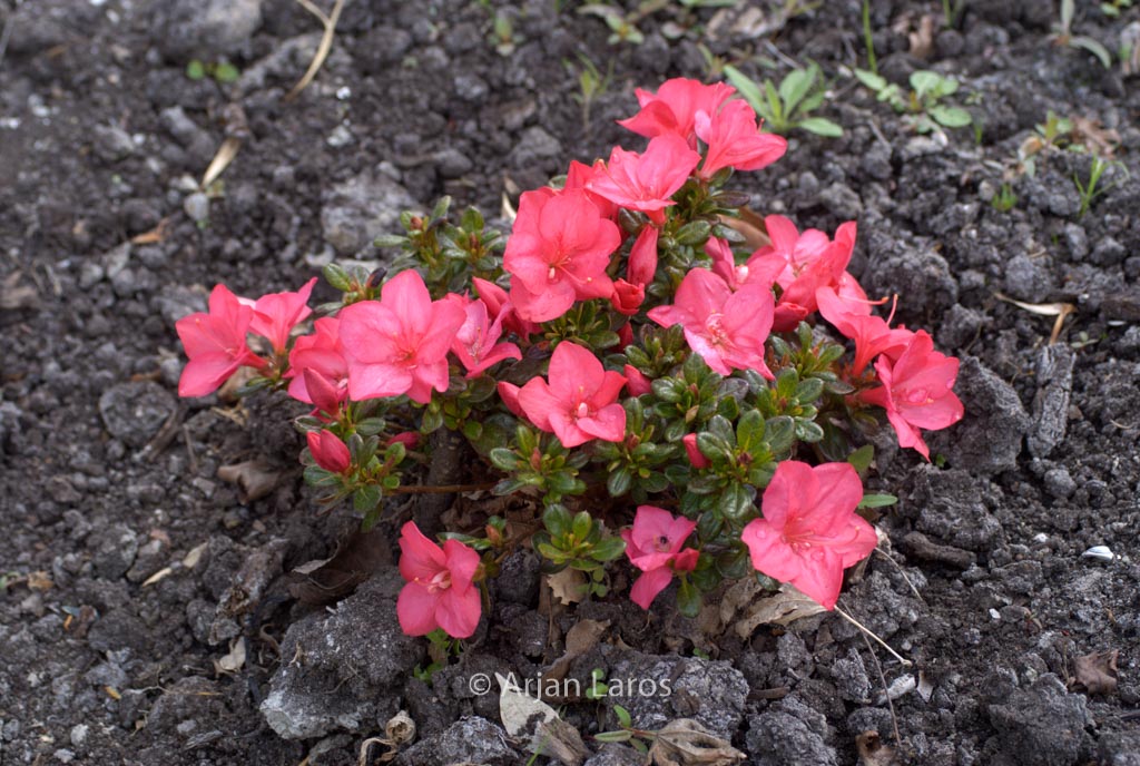 Rhododendron ‚Anouk‘ (Azalea)