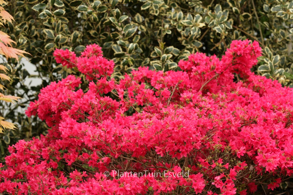 Rhododendron ‚Apotheose‘ (Azalea)