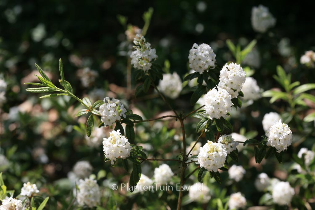 Rhododendron ‚Arctic Tern‘