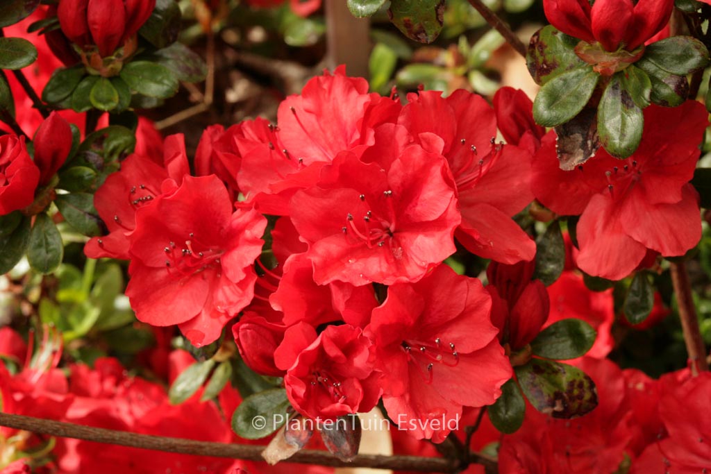 Rhododendron ‚Ardeur‘ (Azalea)