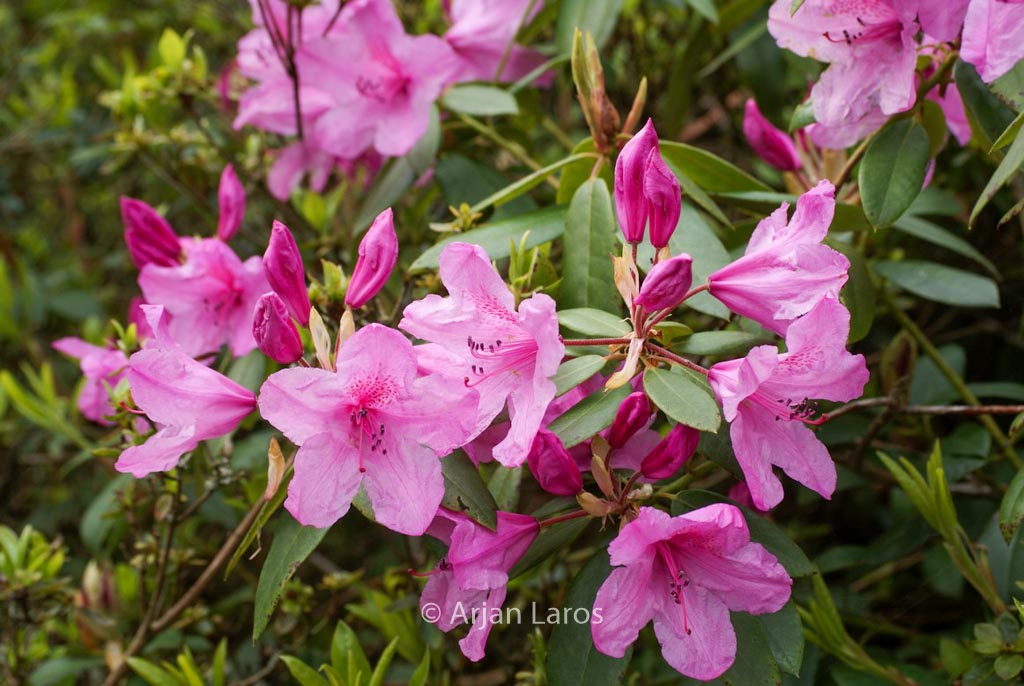 Rhododendron ‚Azaleoides‘
